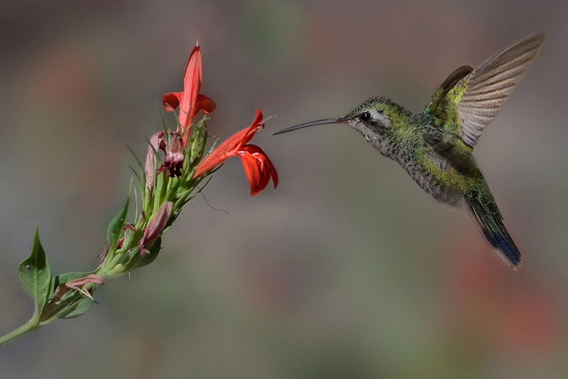 162 - HUMMINGBIRD - BLEYEN LIVINUS - belgium.jpg